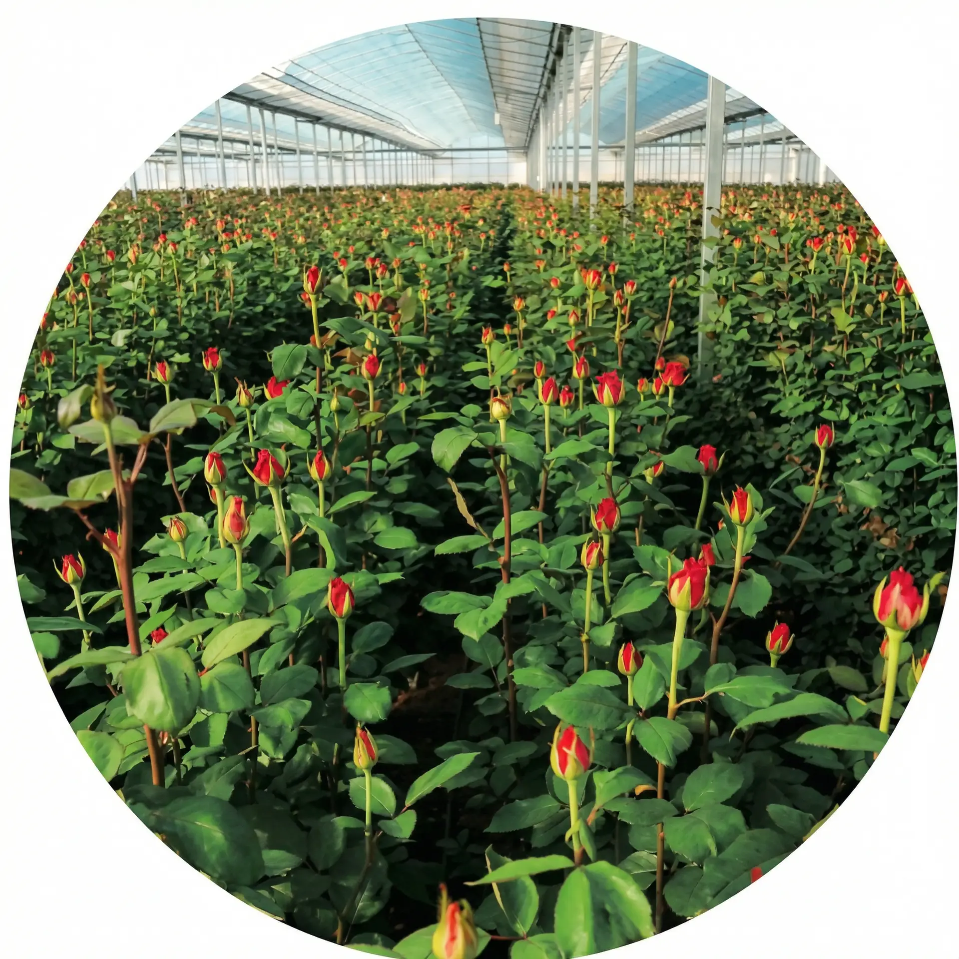 金鹏玫瑰温室基地